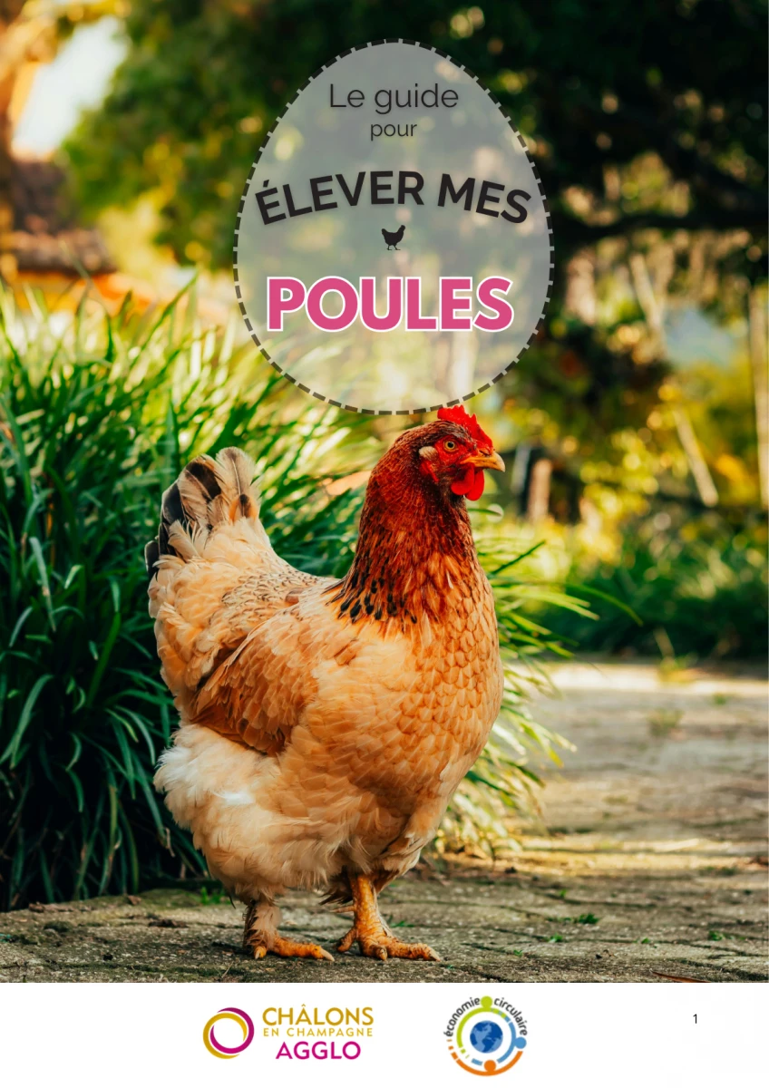 Guide pour élever une poule